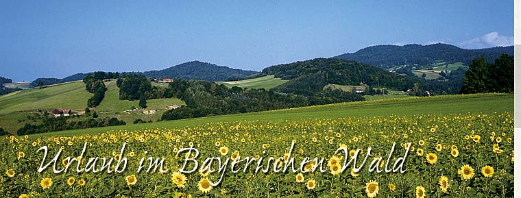 Ferienhaus zur Weinlaube im Bayerischen Wald Thurmansbang. Urlaub im Ferienhaus Bayerischer Wald 2012
